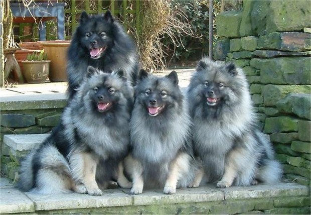 keeshond kids